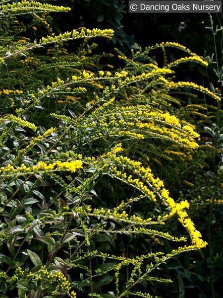 Perennials ~ Solidago rugosa 'Fireworks', Goldenrod ~ Dancing Oaks Nursery and Gardens ~ Retail Nursery ~ Mail Order Nursery