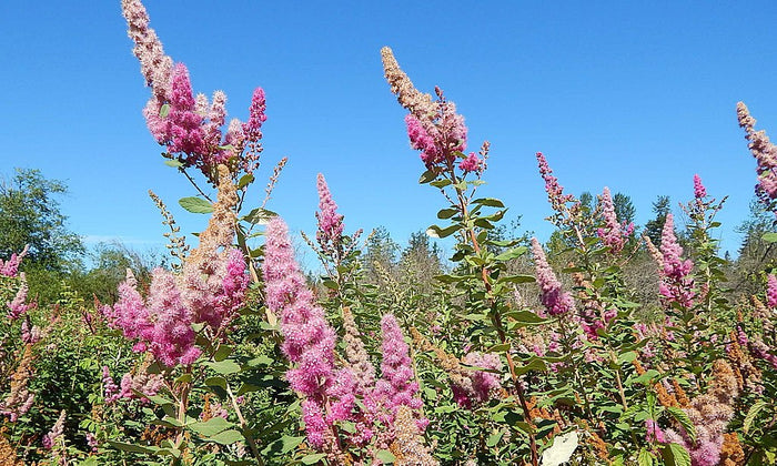Shrubs ~ Spiraea douglasii, Douglas or Western Spirea ~ Dancing Oaks Nursery and Gardens ~ Retail Nursery ~ Mail Order Nursery