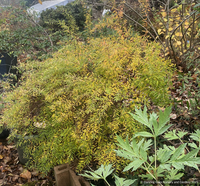 Shrubs ~ Spiraea 'Ogon', Golden Spirea ~ Dancing Oaks Nursery and Gardens ~ Retail Nursery ~ Mail Order Nursery