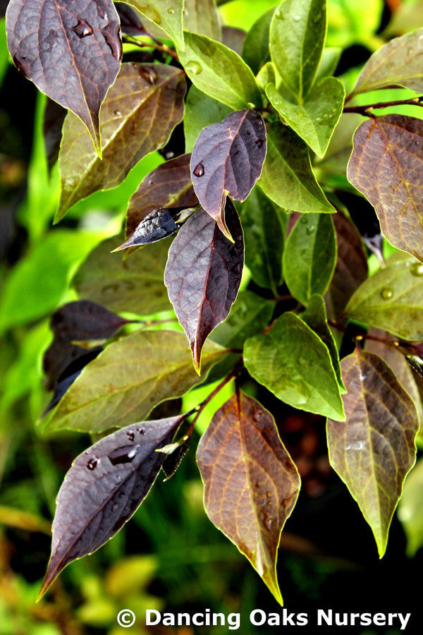 Trees ~ Styrax japonicus 'Evening Light', Japanese Snowbell ~ Dancing Oaks Nursery and Gardens ~ Retail Nursery ~ Mail Order Nursery