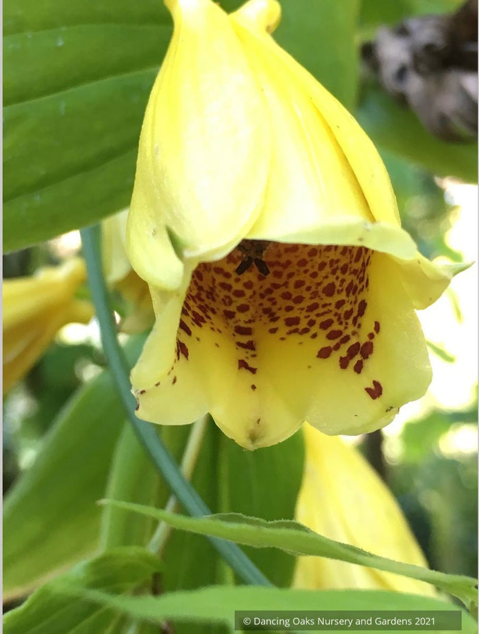 Tricyrtis macrantha ssp. macranthopsis, Weeping Toad Lily