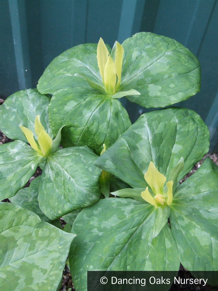Perennials ~ Trillium luteum, Yellow Trillium ~ Dancing Oaks Nursery and Gardens ~ Retail Nursery ~ Mail Order Nursery