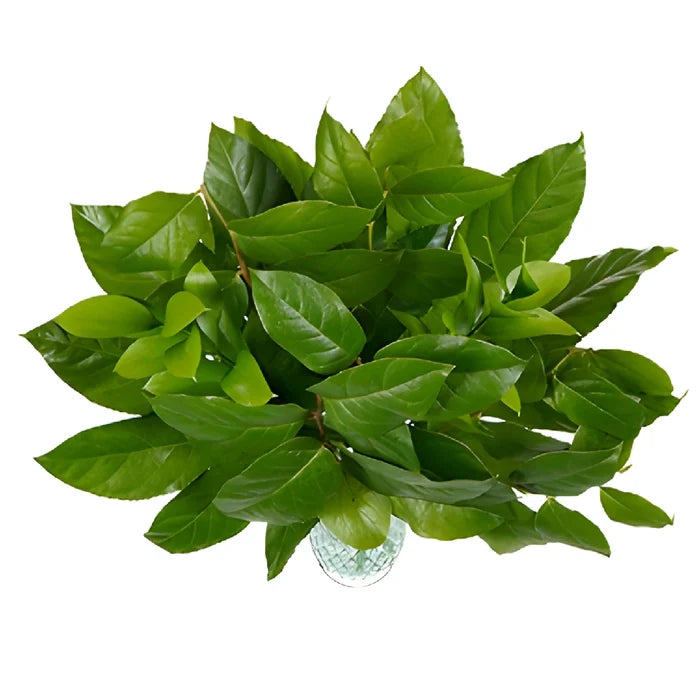 Minimalistic Greenery Starter Centerpiece
