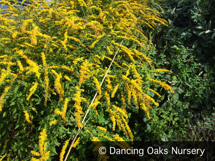 Perennials ~ Solidago rugosa 'Fireworks', Goldenrod ~ Dancing Oaks Nursery and Gardens ~ Retail Nursery ~ Mail Order Nursery