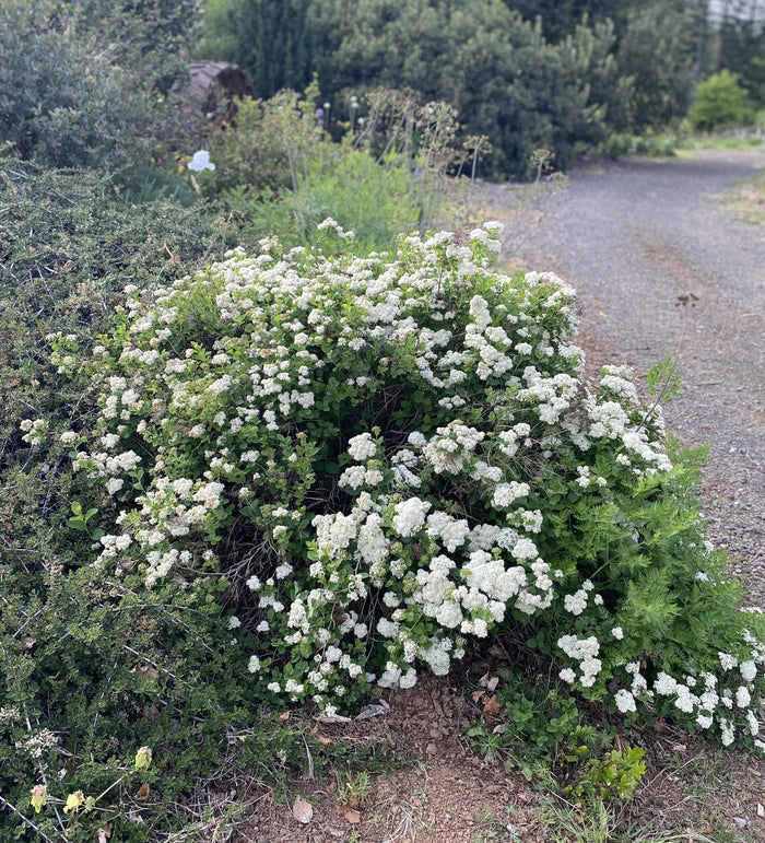 Shrubs ~ Spiraea betulifolia var. lucida, Shinyleaf Spirea ~ Dancing Oaks Nursery and Gardens ~ Retail Nursery ~ Mail Order Nursery