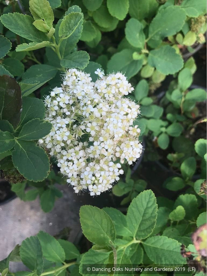 Shrubs ~ Spiraea betulifolia var. lucida, Shinyleaf Spirea ~ Dancing Oaks Nursery and Gardens ~ Retail Nursery ~ Mail Order Nursery