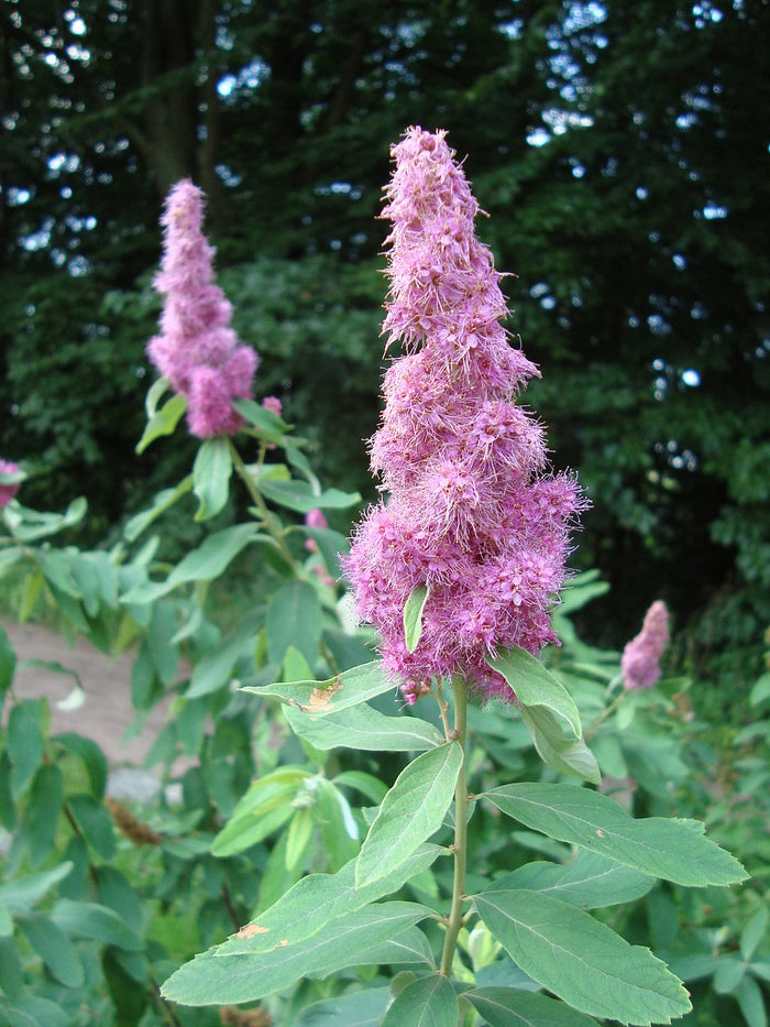 Shrubs ~ Spiraea douglasii, Douglas or Western Spirea ~ Dancing Oaks Nursery and Gardens ~ Retail Nursery ~ Mail Order Nursery
