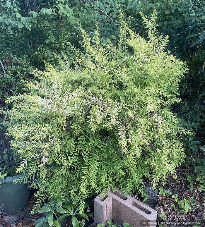 Shrubs ~ Spiraea 'Ogon', Golden Spirea ~ Dancing Oaks Nursery and Gardens ~ Retail Nursery ~ Mail Order Nursery
