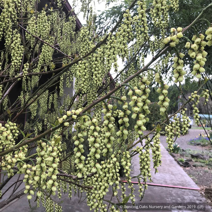 Shrubs ~ Stachyurus praecox var matsuzakii, Catkin Tree ~ Dancing Oaks Nursery and Gardens ~ Retail Nursery ~ Mail Order Nursery