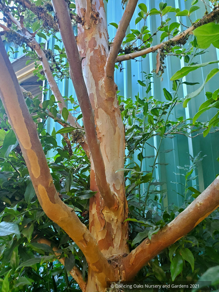 Trees ~ Stewartia pseudocamellia, Japanese Stewartia ~ Dancing Oaks Nursery and Gardens ~ Retail Nursery ~ Mail Order Nursery