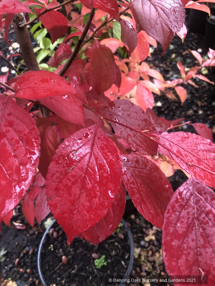 Trees ~ Stewartia pseudocamellia, Japanese Stewartia ~ Dancing Oaks Nursery and Gardens ~ Retail Nursery ~ Mail Order Nursery