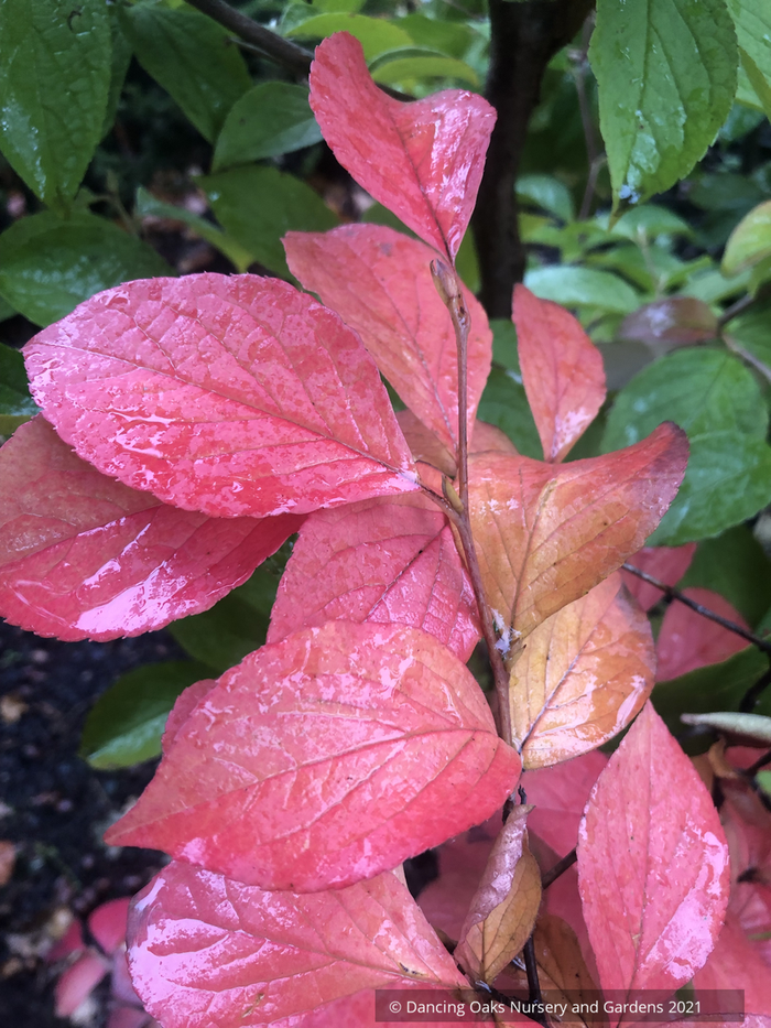 Trees ~ Stewartia pseudocamellia, Japanese Stewartia ~ Dancing Oaks Nursery and Gardens ~ Retail Nursery ~ Mail Order Nursery