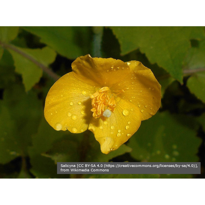 Perennials ~ Stylophorum lasiocarpum, Chinese Celandine Poppy ~ Dancing Oaks Nursery and Gardens ~ Retail Nursery ~ Mail Order Nursery