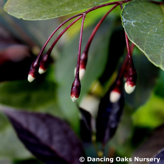 Trees ~ Styrax japonicus 'Evening Light', Japanese Snowbell ~ Dancing Oaks Nursery and Gardens ~ Retail Nursery ~ Mail Order Nursery