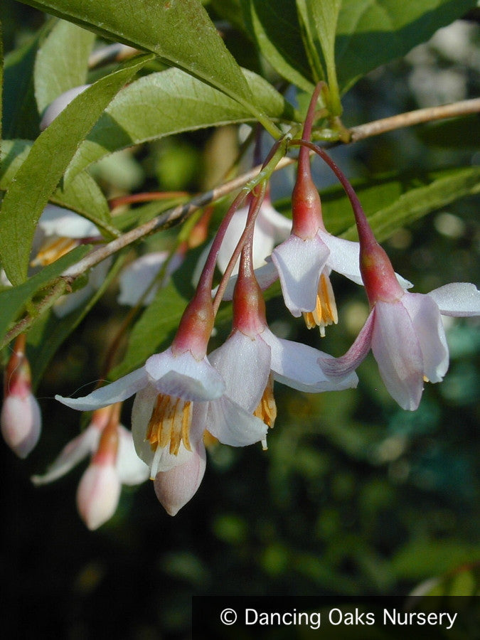 Trees ~ Styrax japonicus 'Pink Chimes', Pink Japanese Snowbell ~ Dancing Oaks Nursery and Gardens ~ Retail Nursery ~ Mail Order Nursery