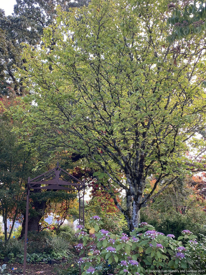 Trees ~ Styrax obassia, Fragrant Snowbell ~ Dancing Oaks Nursery and Gardens ~ Retail Nursery ~ Mail Order Nursery