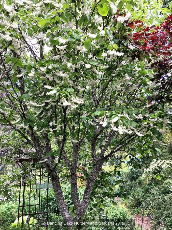 Trees ~ Styrax obassia, Fragrant Snowbell ~ Dancing Oaks Nursery and Gardens ~ Retail Nursery ~ Mail Order Nursery
