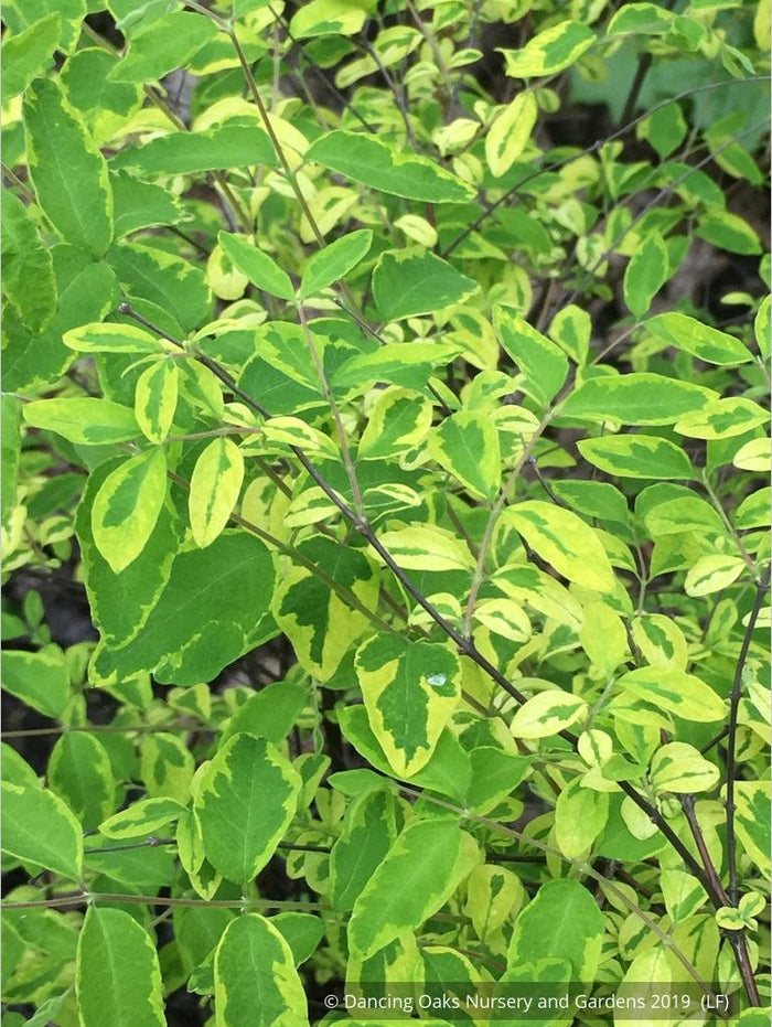 Shrubs ~ Symphoricarpos orbiculatus 'Variegatus', Variegated Coralberry ~ Dancing Oaks Nursery and Gardens ~ Retail Nursery ~ Mail Order Nursery