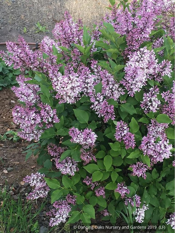 Shrubs ~ Syringa patula 'Miss Kim', Dwarf Lilac ~ Dancing Oaks Nursery and Gardens ~ Retail Nursery ~ Mail Order Nursery