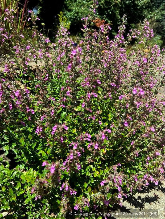 Perennials ~ Teucrium chamaedrys, Wall Germander ~ Dancing Oaks Nursery and Gardens ~ Retail Nursery ~ Mail Order Nursery