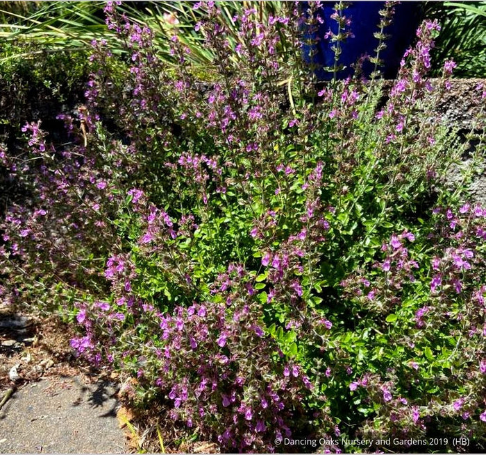 Perennials ~ Teucrium chamaedrys, Wall Germander ~ Dancing Oaks Nursery and Gardens ~ Retail Nursery ~ Mail Order Nursery