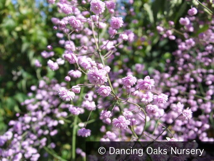 Perennials ~ Thalictrum delavayi 'Hewitt's Double', Meadow Rue ~ Dancing Oaks Nursery and Gardens ~ Retail Nursery ~ Mail Order Nursery
