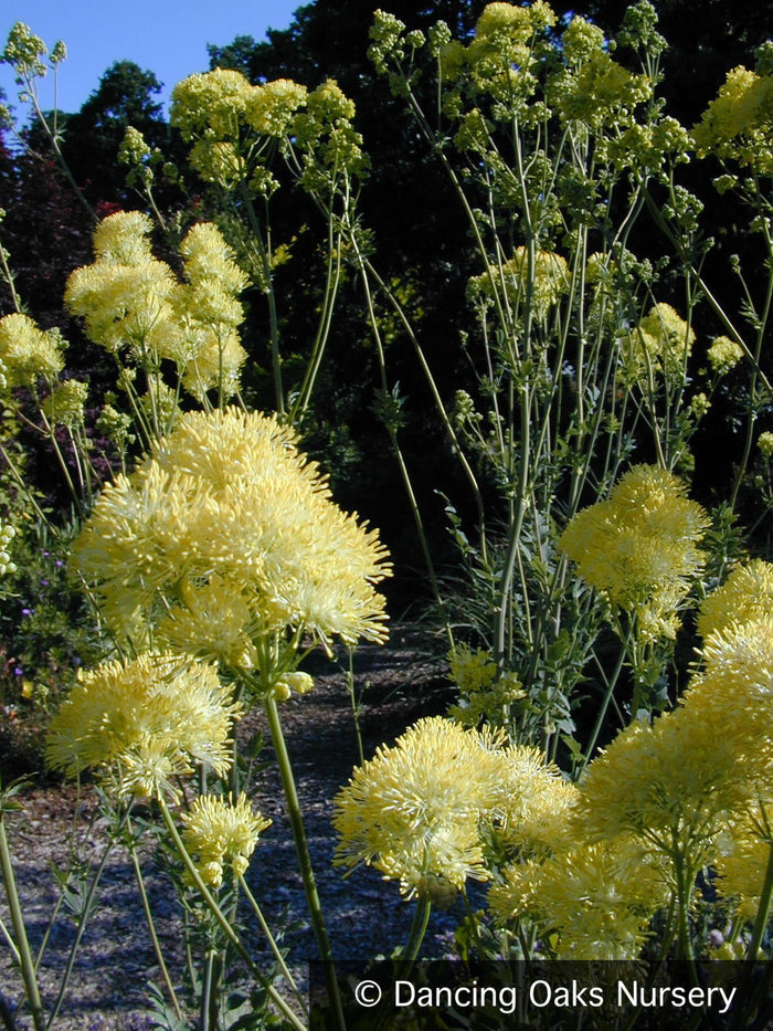 Perennials ~ Thalictrum flavum ssp. glaucum, Meadow Rue ~ Dancing Oaks Nursery and Gardens ~ Retail Nursery ~ Mail Order Nursery