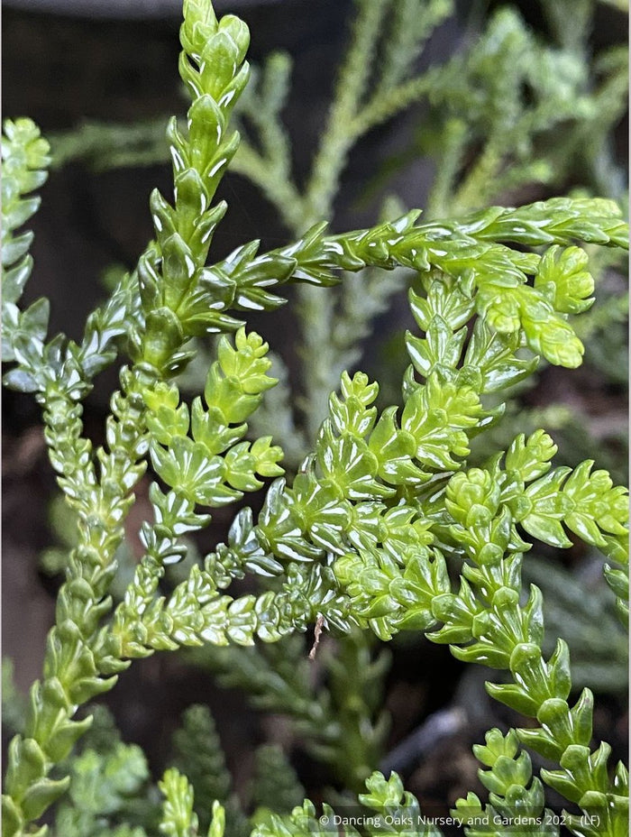 Trees ~ Thujopsis dolobrata, Elkhorn Cypress or Hiba Arborvitae ~ Dancing Oaks Nursery and Gardens ~ Retail Nursery ~ Mail Order Nursery