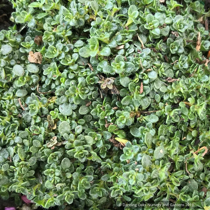 Perennials ~ Thymus serpyllum 'Elfin', Creeping Thyme ~ Dancing Oaks Nursery and Gardens ~ Retail Nursery ~ Mail Order Nursery