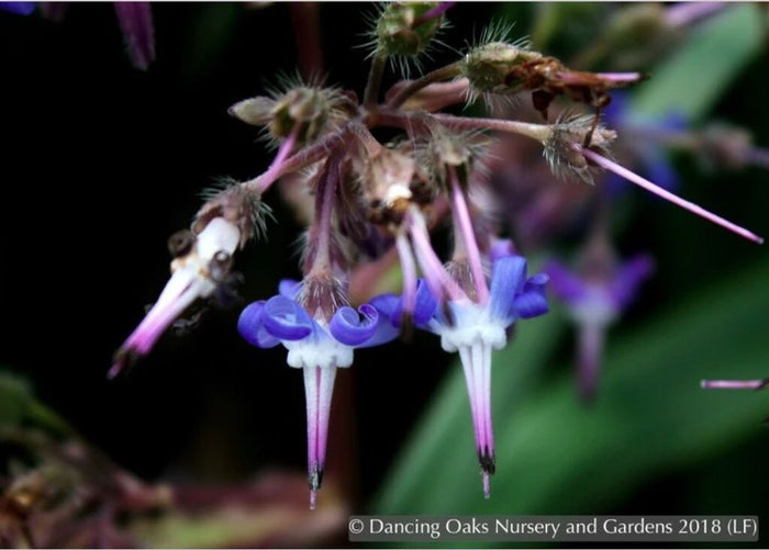 Perennials ~ Trachystemon orientalis, Oriental Borage ~ Dancing Oaks Nursery and Gardens ~ Retail Nursery ~ Mail Order Nursery
