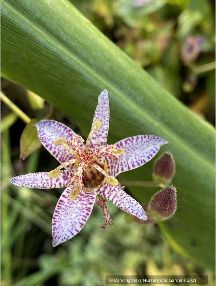 Perennials ~ Tricyrtis lasiocarpa, Toad Lily ~ Dancing Oaks Nursery and Gardens ~ Retail Nursery ~ Mail Order Nursery