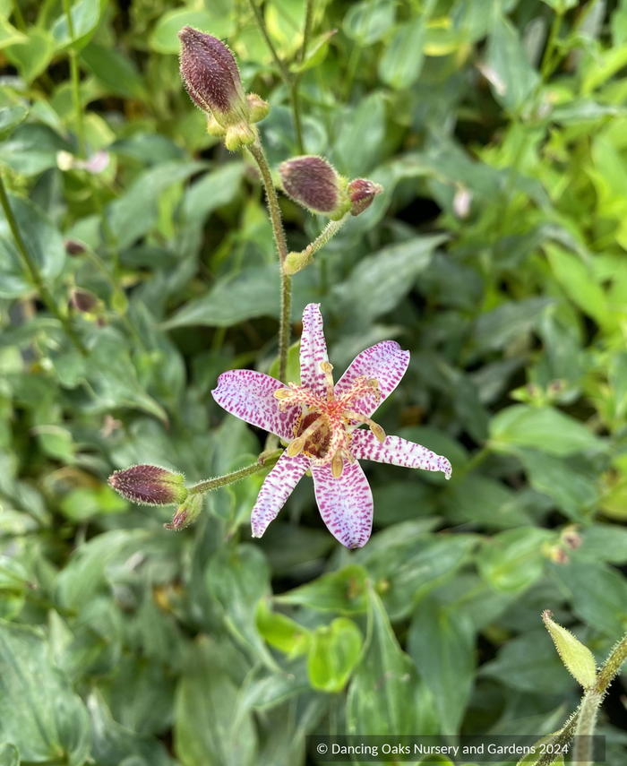 Perennials ~ Tricyrtis lasiocarpa, Toad Lily ~ Dancing Oaks Nursery and Gardens ~ Retail Nursery ~ Mail Order Nursery