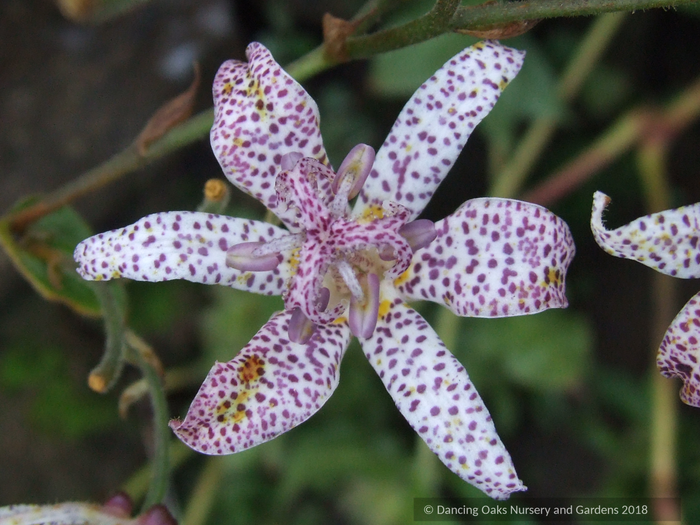 Perennials ~ Tricyrtis 'Woodland', Toad Lily ~ Dancing Oaks Nursery and Gardens ~ Retail Nursery ~ Mail Order Nursery